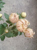 26 oct 2012-flori 046
