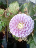 26 oct 2012-flori 060