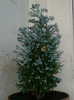 26 oct 2012-flori 063