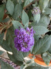 buddleia-"magnet" pt fluturi...