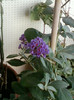 26 oct 2012-flori 065