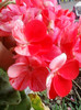 26 oct 2012-flori 078