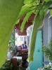 26 oct 2012-flori 085