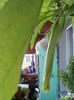 brugmansia galbena-norela :)