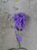 26 oct 2012-flori 080