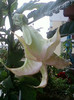 26 oct 2012-flori 081