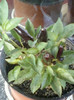 26 oct 2012-flori 088