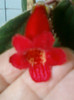 26 oct 2012-flori 094