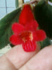 kohleria eriantha