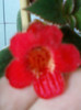 26 oct 2012-flori 099