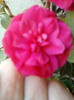 26 oct 2012-flori 105