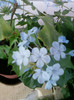 plumbago bleu (auriculata)