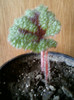 26 oct 2012-flori 116