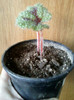 begonia masoniana "iron cros"