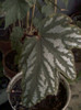 26 oct 2012-flori 119