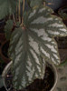 begonia ?
