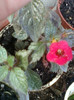 26 oct 2012-flori 037