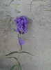 26 oct 2012-flori 075