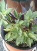 26 oct 2012-flori 087