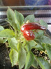 26 oct 2012-flori 089