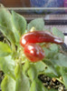 26 oct 2012-flori 091