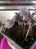 26 oct 2012-flori 092
