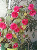26 oct 2012-flori 101