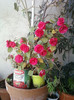impatiens rosu batut