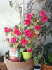 26 oct 2012-flori 103