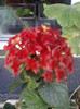 26 oct 2012-flori 051