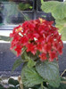 26 oct 2012-flori 049