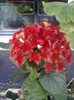 26 oct 2012-flori 050