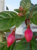 26 oct 2012-flori 054