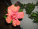 Hibiscus Duet Orar