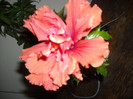 Hibiscus Duet Orar
