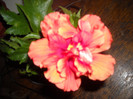 Hibiscus Duet Orar