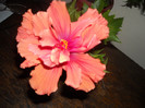 Hibiscus Duet Orar