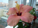 Cairo pink 17