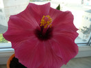 Honolulu 7