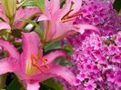 FLORI
