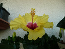 Holiday YellowP1080999