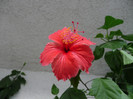 Cooperii rose flake 1