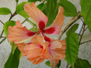 DSC05706