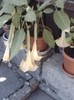 brugmansia galbena - 10 lei