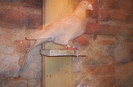 100_2447 ,mascul de 2011