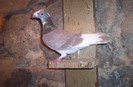 100_2465 ,mascul de 2011