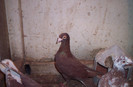 100_2467 ,mascul de 2010