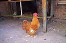 100_2566 cochin pitic de 2011