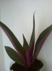 rhoeo spathacea(sabiuta purpurie)1