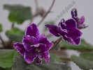 Saintpaulia Black Ace